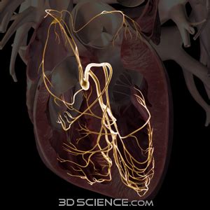 Zygote::3D Heart Conduction Pathway System Model | Medically Accurate