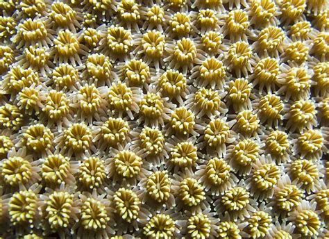 Patterns Of The Sea Madang Ples Bilong Mi Patterns In Nature