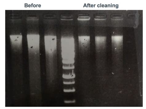 Dna Extractions From An Ear Biopsy Of A Roadkill Bat Eared Fox Otocyon Download Scientific