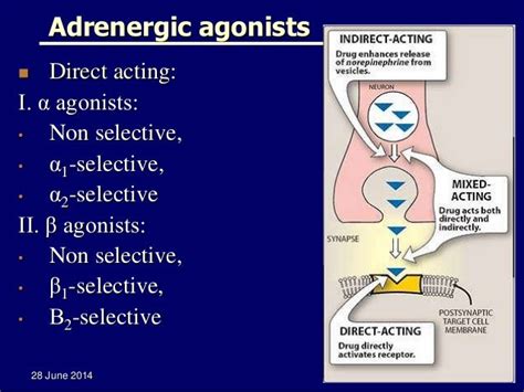 L5 Adrenergic Agonists Sympathomimetics