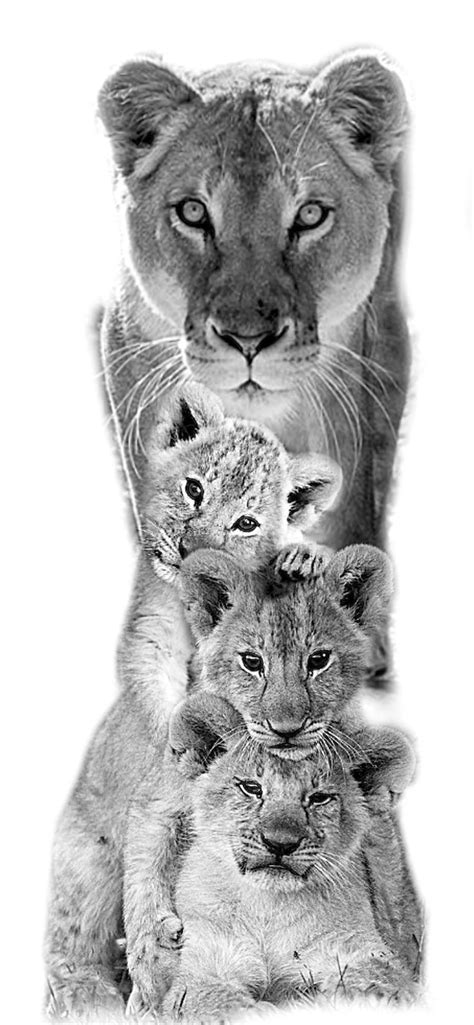 ADVERTISEMENT Lioness And Cub Tattoo Lion Cub Tattoo Lioness Tattoo