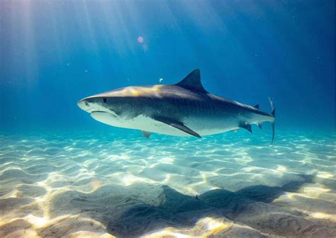 Shark Behavior - AnimalBehaviorCorner