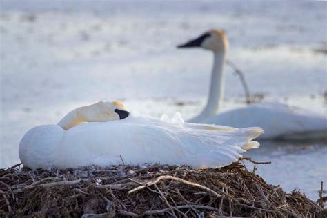 Trumpeter Swans - Life History, Ecology and Restoration Status | JHBirds