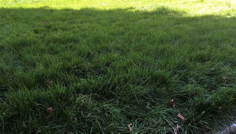 5 Reasons Why I Let My Grass Grow Too Long Kujo Yardwear