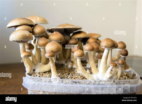 Hongos De Psilocibina Fotograf As E Im Genes De Alta Resoluci N Alamy