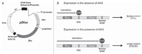 The Principle Of Pdluc Dual Luciferase Reporter Assay A Structure Of