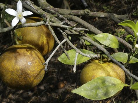 citrus greening | The Land Report