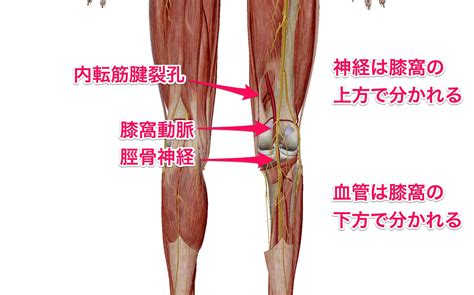 膝窩動脈と静脈