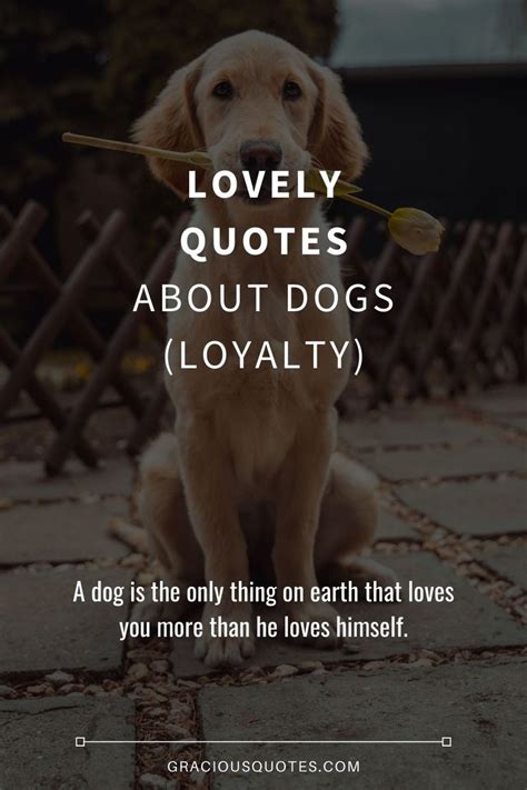 77 Lovely Quotes About Dogs | Dog Quotes, Lovely quote, Quotes