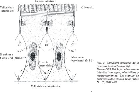 Figure From Fisiopatolog A De La Diarrea Aguda Semantic Scholar