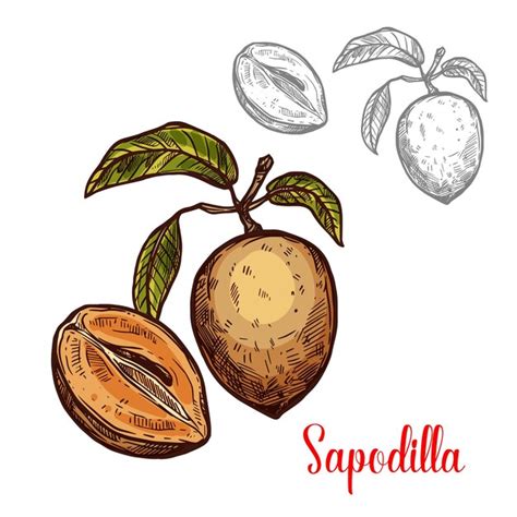 Premium Vector Sapodilla Vector Sketch Fruit Exotic Icon