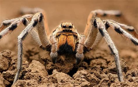 Wolf Spiders Identification And Wolf Spider Control Guide