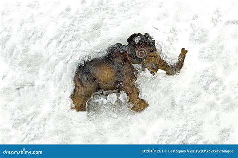 Mammoth, Mammoth Frozen In The Ice. Stock Image - Image: 28431261