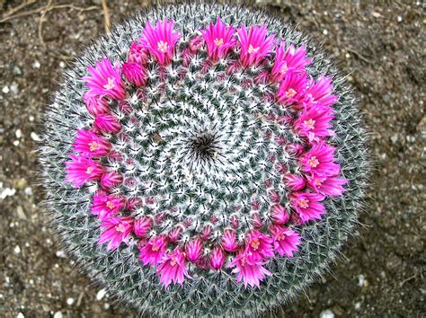 Tips For Pincushion Cactus Care Plants Craze