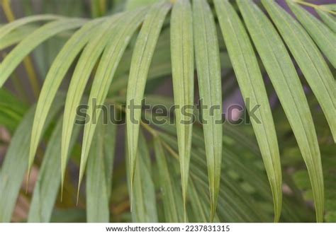 Green Palm Leaves Wallpaper Stock Photo 2237831315 | Shutterstock