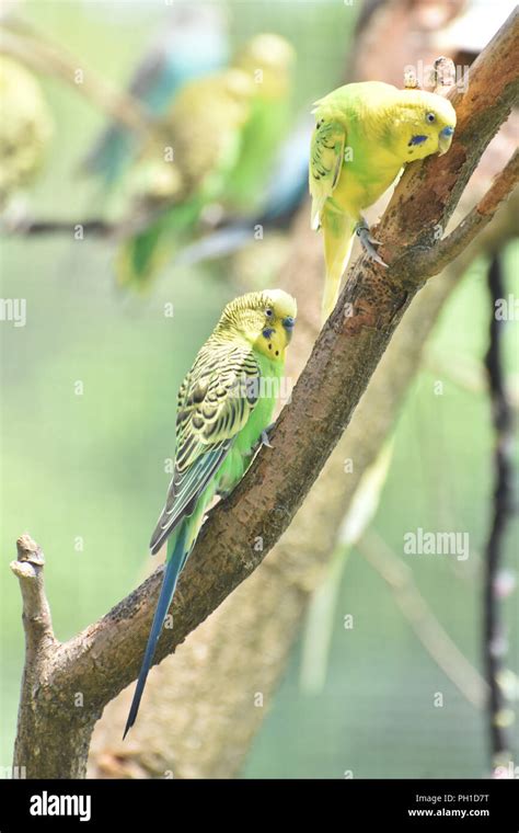 Two Adorable Yellow Parakeets in the Wild Stock Photo - Alamy