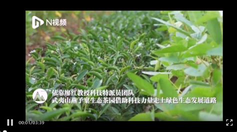 学院廖红教授科技特派员团队助力武夷山燕子窠生态茶园走上绿色生态发展道路