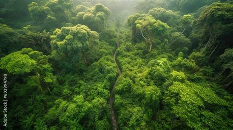 World Environment Day Aerial View Of A Vibrant Green Forest With A