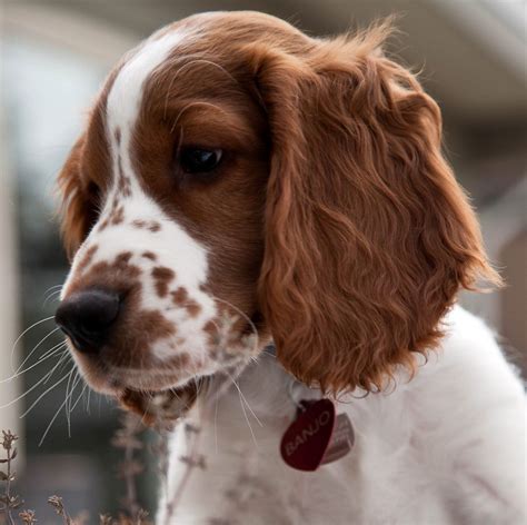 Are Welsh Springer Spaniel Puppies Lazy