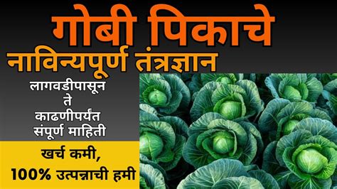 Cabbage Cultivation