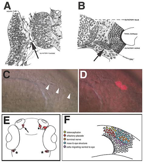 Migrating Cells Are Associated With The Forming Olfactory Nerve A The