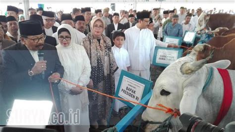 Presiden Jokowi Kurban Sapi Ongole Berbobot Ton Di Masjid Al Akbar