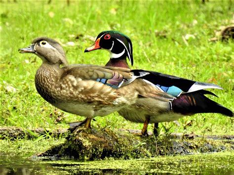 Wood Duck Pair Smithsonian Photo Contest Smithsonian Magazine