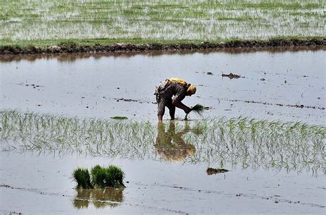 Workers Sowing Paddy Crop In Traditional Method At Their Farm Field In