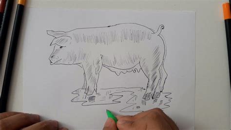 Cómo Dibujar Un Cerdo How To Draw A Pig Youtube