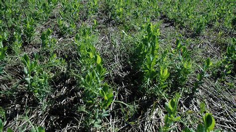 Explore The Future Of Weed Control At The Grdc Coastal Weeds Forum