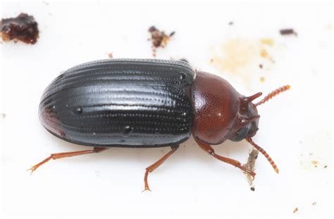 Neomida haemorrhoidalis (Neomida haemorrhoidalis) - Naturbasen
