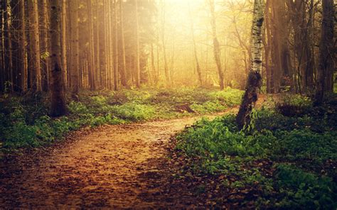 Paths In The Woods