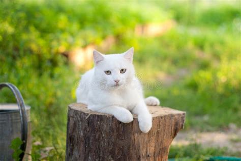 Manx Tabby Cat in the Garden, Watching. Stock Image - Image of animals ...