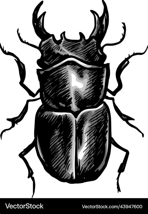 Stag beetle drawing hand drawn Royalty Free Vector Image