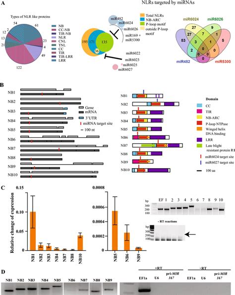 Schematic Representation Of Nlr Mirna Interaction Statistics Gene