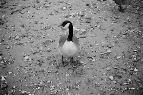 In Köln Porz am Rhein Voigtländer Vitomatic IIa mit 50mm f Flickr