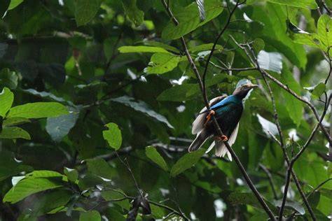 5 Fakta Bidadari Halmahera Burung Endemik Kepulauan Maluku