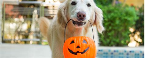 DIY Dog Halloween Costumes | Link