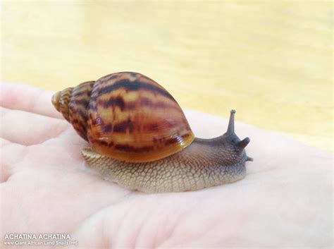 ACHATINA ACHATINA - GIANTAFRICANLANDSNAILS