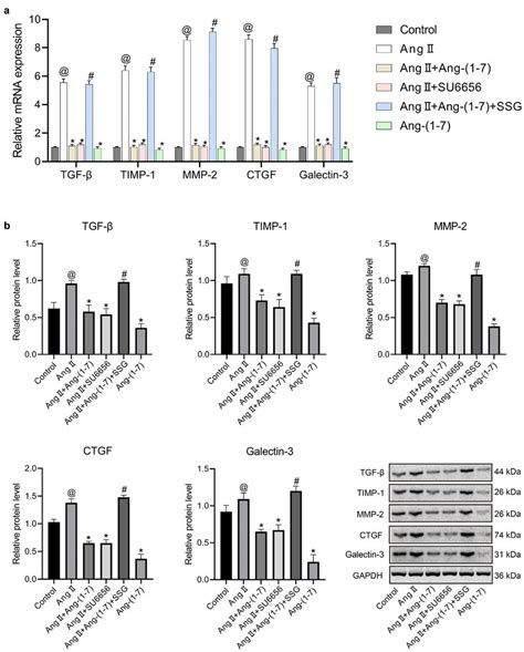 The Expressions Of Atrial Fibrosis Related Genes And Proteins In Hl