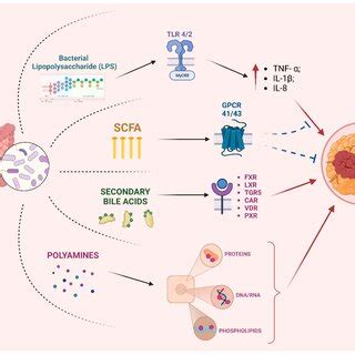 The influence of gut-microbiota-derived metabolites in the pathogenesis ... 