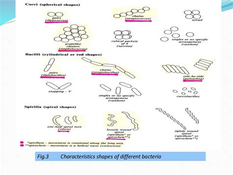 Size Shape And Arrangement Of Bacterial Cell