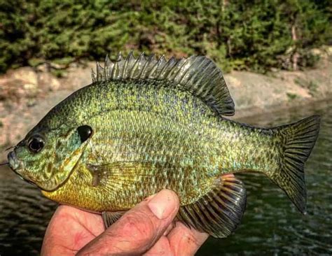 Hybrid Bluegill vs Bluegill: Differences, Explained! • Panfish Nation