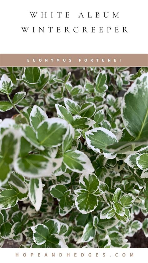 White Album Wintercreeper Euonymus Fortunei A Must Have Evergreen