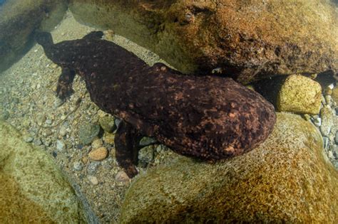 150+ Japanese Giant Salamander Photos Stock Photos, Pictures & Royalty ...