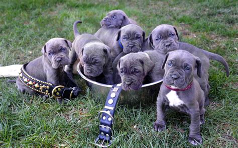 Neapolitan Mastiff, puppies wallpaper | animals | Wallpaper Better