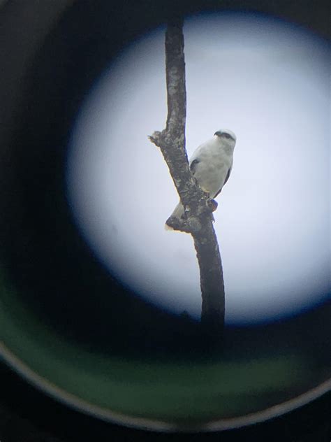 White Hawk from Costa Rica : r/birding