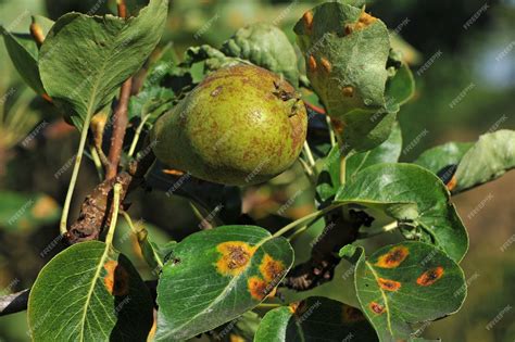 Premium Photo Pear Disease The Causative Agent Of Pear Rust Is The Pathogenic Fungus