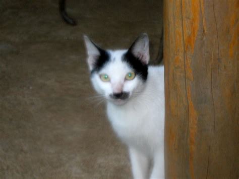 Kitler And Other Cats That Look Like Adolf Hitler Photos