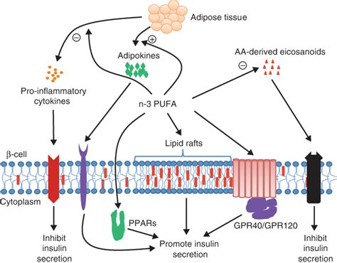 Summary Of The Potential Mechanisms Of N Pufa Mediated Promotion Of